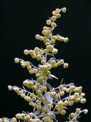 Artemisia absinthium